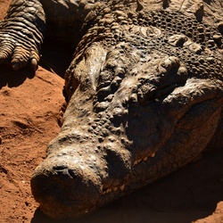 2015-05 South Africa/Phe Zulu/DSC_0066.JPG